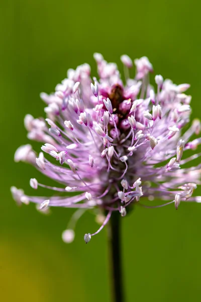 Plantago Media Flower Meadow — Stock Photo, Image