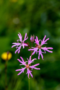 Karyofilaceae çiçeği çayırda yetişiyor.