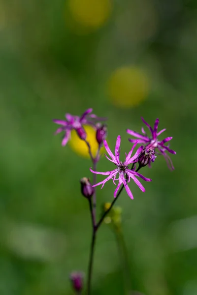 Caryophyllaceae Flower Growing Meadow Close Shoot — Foto Stock