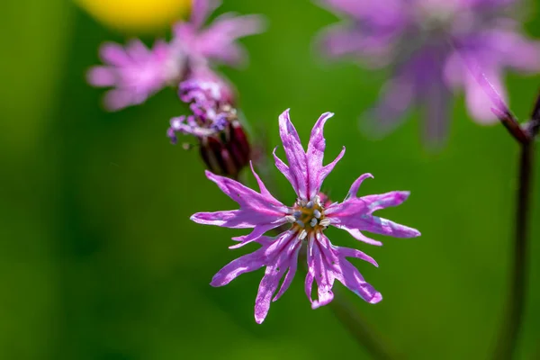 stock image Caryophyllaceae flower in meadow