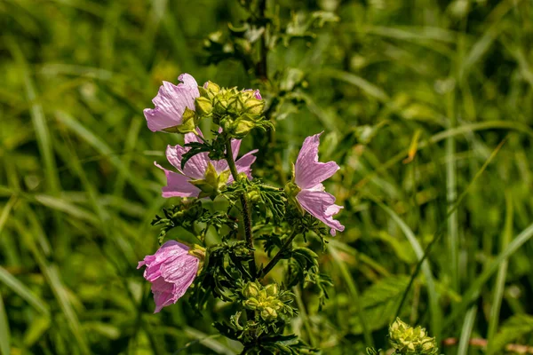 Çayırdaki Malva Moschata Çiçeği Yakın Çekim — Stok fotoğraf