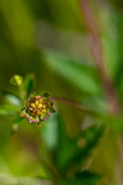 Potentilla Erecta Λουλούδι Στο Λιβάδι Μακροεντολή — Φωτογραφία Αρχείου