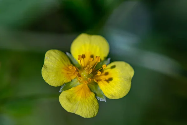 Potentilla Erecta Kwiat Rośnie Łące Zbliżenie — Zdjęcie stockowe