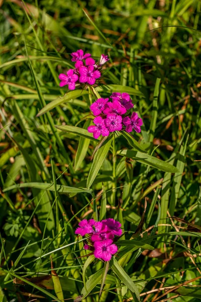 Dağlarda Dianthus Barbatus Çiçeği Yakın Çekim — Stok fotoğraf