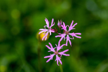 Karyofilaceae çiçeği çayırda, yakın çekim