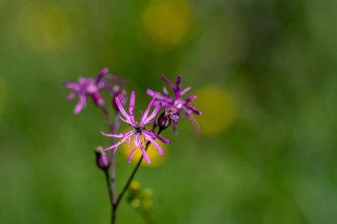 Çayırda büyüyen karyofilaceae çiçeği, yakın plan.