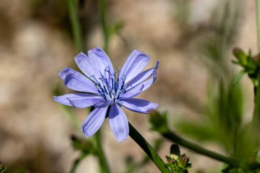 Çayırdaki Cichorium intybus çiçeği, makro