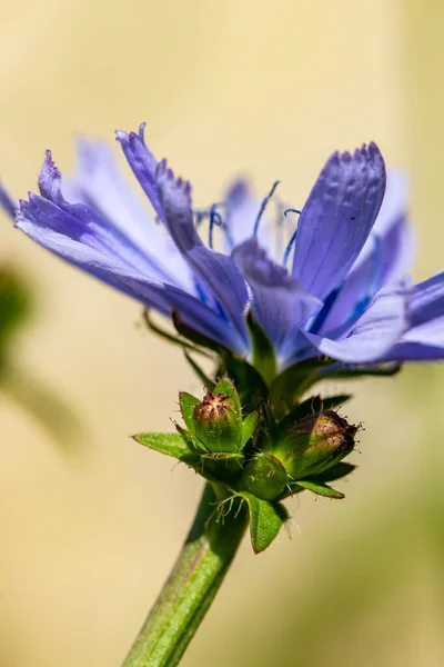 Cichorium Intybus Květ Louce — Stock fotografie