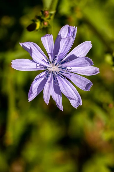Çayırda Büyüyen Cichorium Intybus Çiçeği — Stok fotoğraf