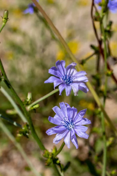Cichorium Intybus Fleur Dans Prairie Gros Plan — Photo