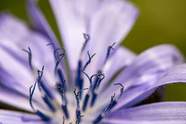 Cichorium Intybus Kwiat Łące Zbliżenie Strzelać — Zdjęcie stockowe