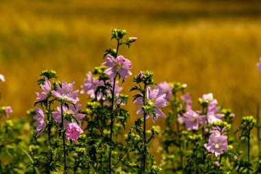 Çayırda yetişen Malva Moschata çiçeği, yakın çekim
