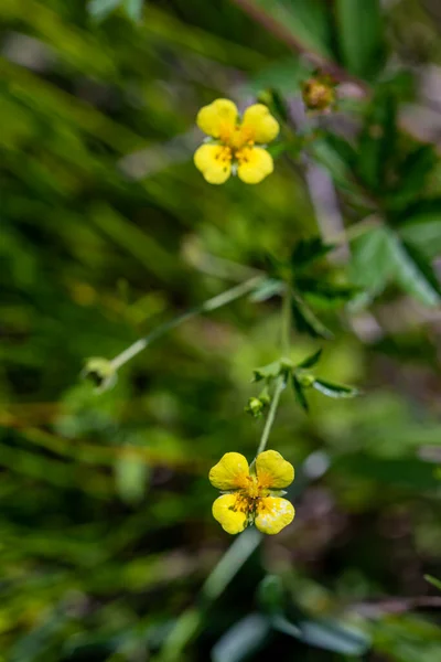 Potentilla Erecta Flower Growing Meadow Macro — Stockfoto