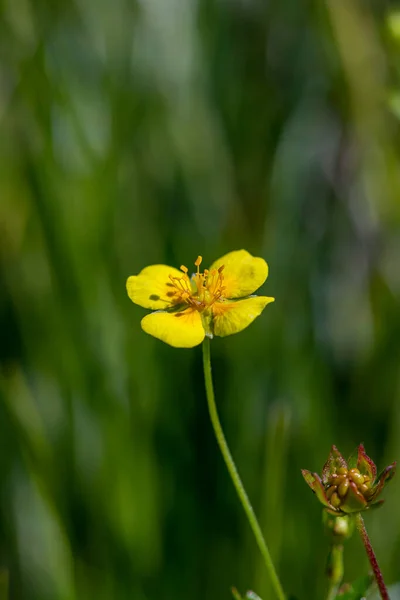 Potentilla Erecta Fleur Dans Prairie Gros Plan — Photo