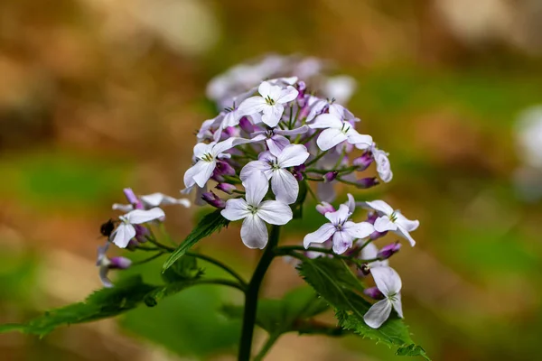 Lunaria Annua Dağlarda Çiçek — Stok fotoğraf