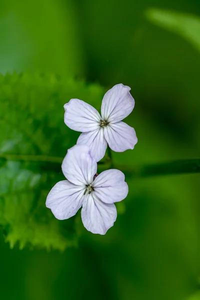 Lunaria Annua Fiore Montagna Vicino — Foto Stock