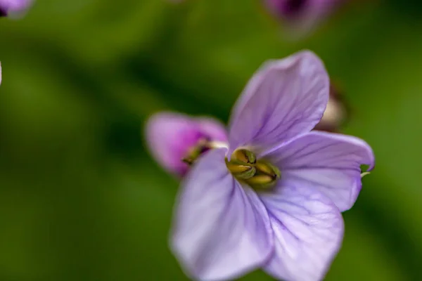 Lunaria Annua Λουλούδι Αυξάνεται Στα Βουνά Κοντά — Φωτογραφία Αρχείου