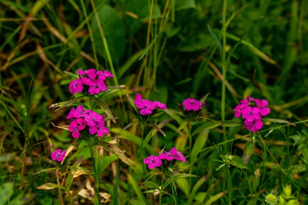 Dağlardaki Dianthus Barbatus Çiçeği Yaklaş — Stok fotoğraf