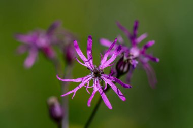 Çayırda karyofilaceae çiçeği