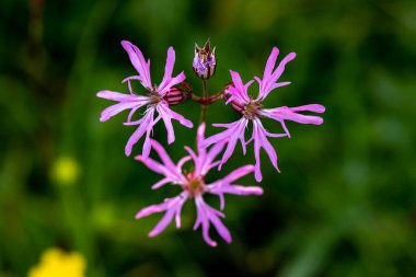 Çayırda büyüyen karyofilaceae çiçeği, yakın plan.