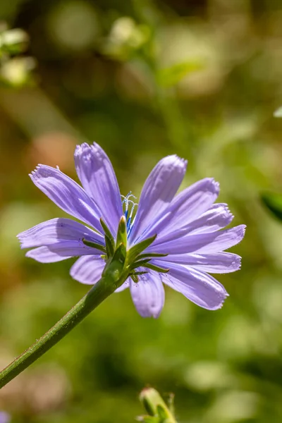 Cichorium Intybus Kwiat Rośnie Łące Zbliżenie — Zdjęcie stockowe