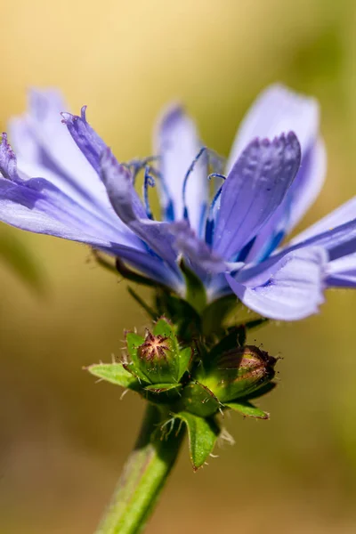 Cichorium Intybus Květ Louce Zblízka — Stock fotografie