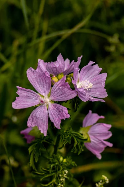 Flor Malva Moschata Prado — Fotografia de Stock