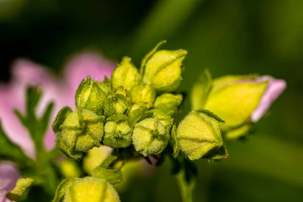 Malva Moschata Flor Creciendo Prado — Foto de Stock