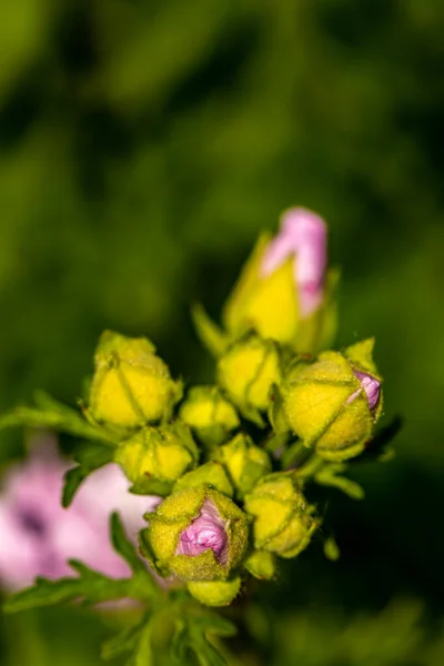 Malva Moschata Fleur Poussant Dans Prairie Pousse Gros Plan — Photo