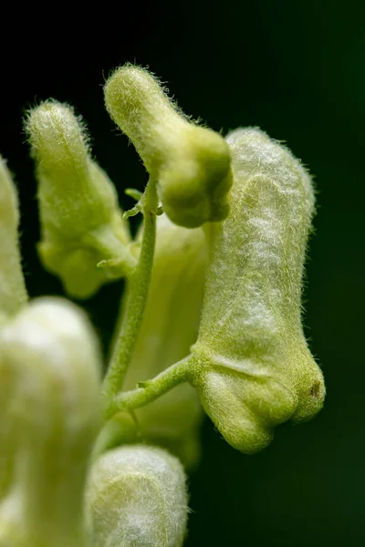 森の中のアコニウムライコクストナムの花 クローズアップ撮影 — ストック写真