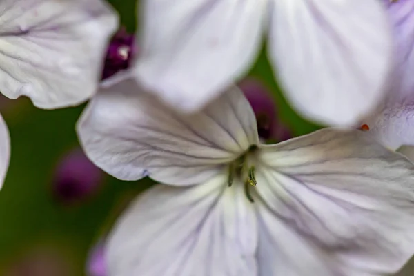 Lunaria Annua Bunga Tumbuh Pegunungan Menutup — Stok Foto