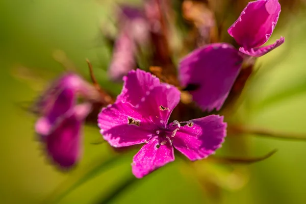 Dağlarda Yetişen Dianthus Barbatus Çiçeği Yakın Çekim — Stok fotoğraf