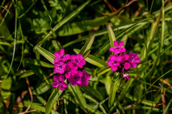 Dağlardaki Dianthus Barbatus Çiçeği Yaklaş — Stok fotoğraf