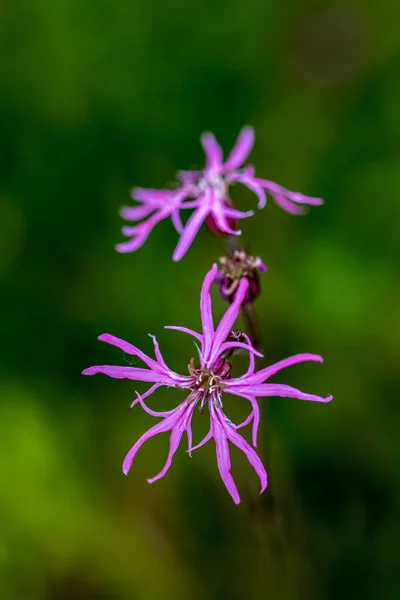 Caryophyllaceae Flor Que Crece Prado —  Fotos de Stock