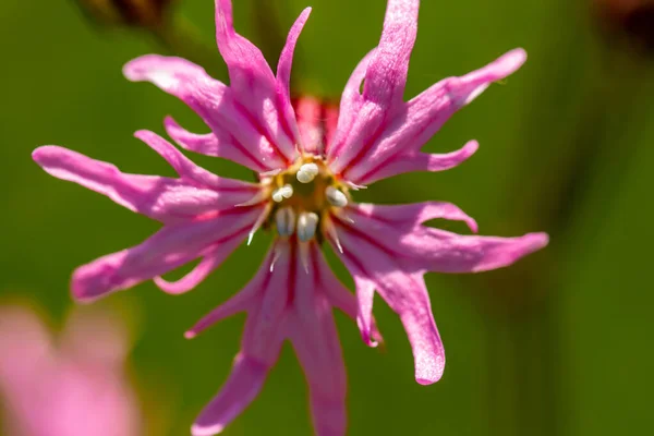 Çayırda Karyofilaceae Çiçeği — Stok fotoğraf