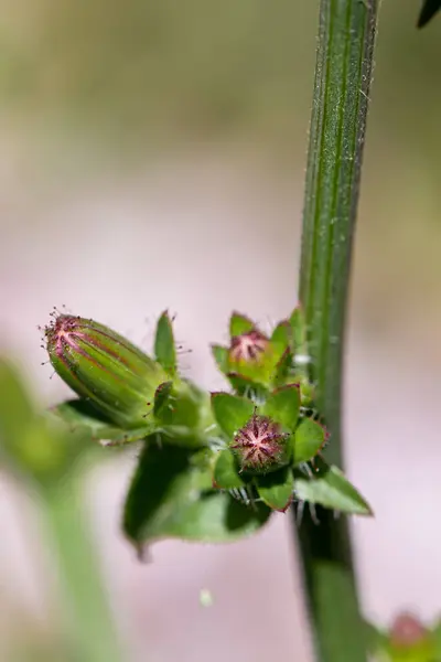 Cichorium Intybus Květ Rostoucí Louce Zblízka Střílet — Stock fotografie