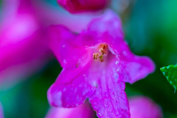 Rhododendron Hirsutum Blume Wächst Den Bergen — Stockfoto