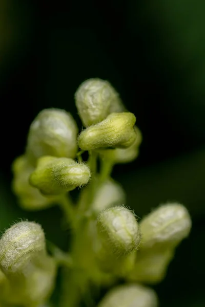 Aconitum Lycoctonum Flor Crescendo Floresta — Fotografia de Stock