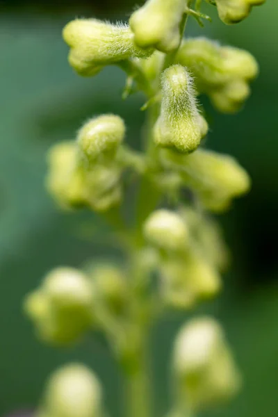 Aconitum Lycoctonum Flor Bosque Brote Cerca — Foto de Stock