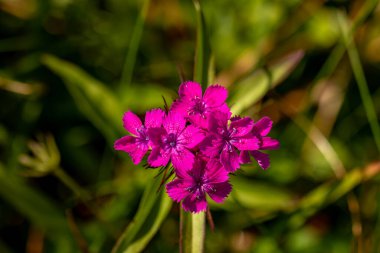 Dağlarda dianthus barbatus çiçeği