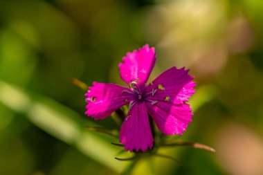 Dağlarda yetişen dianthus barbatus çiçeği