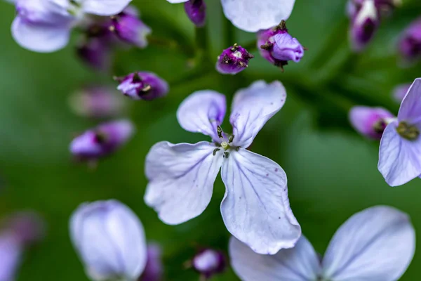 Lunaria Annua Virág Hegyekben — Stock Fotó
