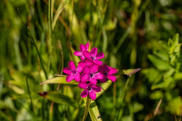 Dağlarda Yetişen Dianthus Barbatus Çiçeği Yakın Çekim — Stok fotoğraf