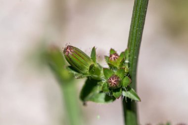 Çayırdaki Cichorium intybus çiçeği