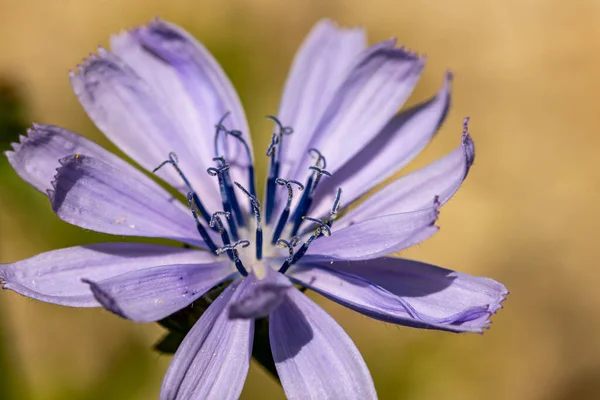 Cichorium Intybus Kwiat Rośnie Łące Zbliżenie — Zdjęcie stockowe