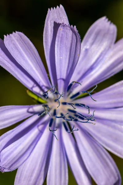 Cichorium Intybus Bloem Groeien Weide Close Shoot — Stockfoto