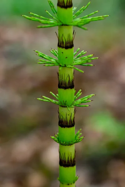 Equisetum Arvense Květ Lese — Stock fotografie