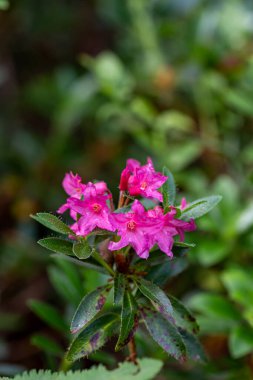 Dağlarda yetişen Rhododendron hirsutum çiçeği, makro