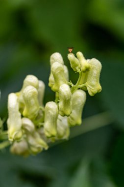 Ormanda Aconitum Lycoctonum çiçeği