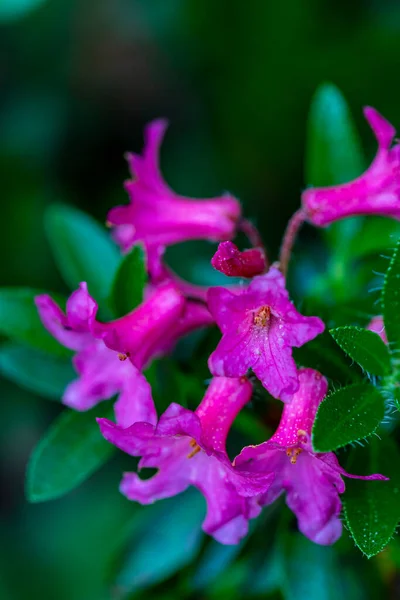 Rhododendron Hirsutum Flor Las Montañas Brote Cerca —  Fotos de Stock